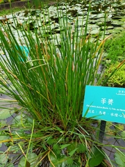 Eleocharis dulcis
