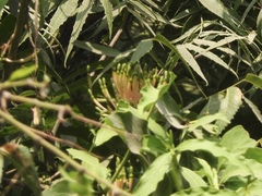 Loranthaceae