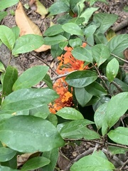 Ixora coccinea