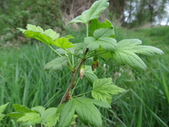 Ribes divaricatum divaricatum