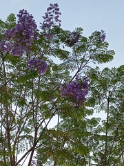 Jacaranda mimosifolia