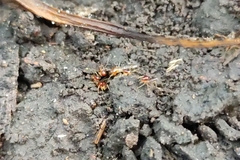 Tenuirostritermes