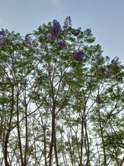 Jacaranda mimosifolia