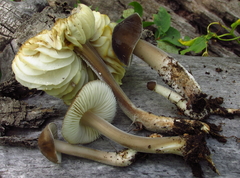 Paraxerula americana