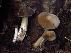 Paraxerula americana