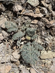 Lomatium foeniculaceum