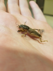 Neoscapteriscus borellii