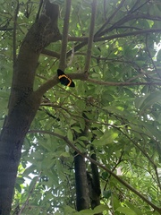 Milionia zonea pryeri