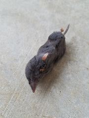 Blarina carolinensis