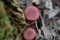 Tubaria rufofulva