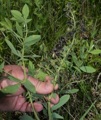 Baptisia bracteata leucophaea