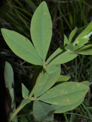Baptisia bracteata leucophaea