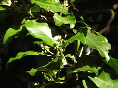 Sarcomelicope simplicifolia