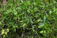 Baptisia bracteata leucophaea