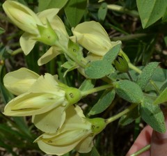 Baptisia bracteata leucophaea