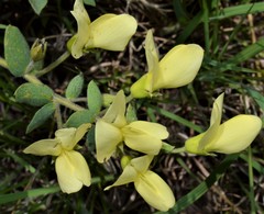 Baptisia bracteata leucophaea