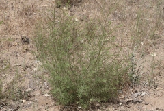 Cordylanthus rigidus setigerus