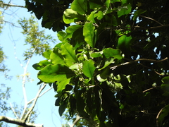 Sarcomelicope simplicifolia