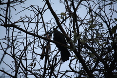 Melanotis caerulescens