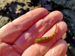 Gastroscyphus hectoris