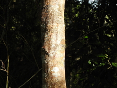 Sarcomelicope simplicifolia