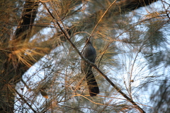 Melanotis caerulescens