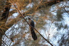 Melanotis caerulescens