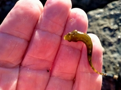 Gastroscyphus hectoris