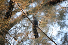 Melanotis caerulescens