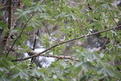 Vireo plumbeus