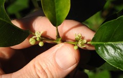 Sarcomelicope simplicifolia