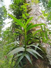 Mycaranthes oblitterata