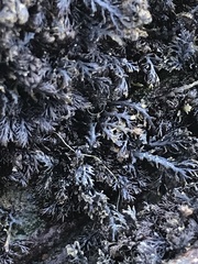 Rhodomelaceae