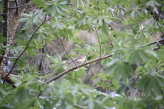 Vireo plumbeus