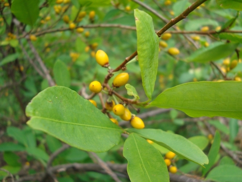 Erythroxylum novogranatense