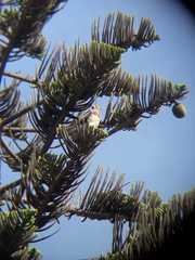 Parabuteo unicinctus unicinctus