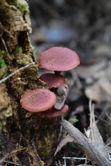 Tubaria rufofulva
