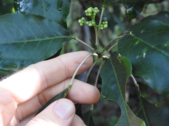 Sarcomelicope simplicifolia