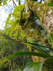 Polystachya concreta