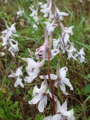 Delphinium carolinianum