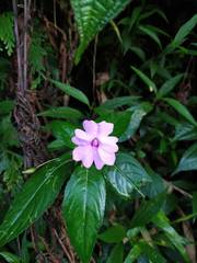 Impatiens platypetala