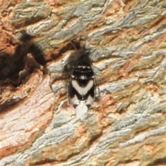 Corticoris signatus