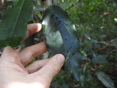 Sarcomelicope simplicifolia