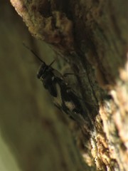 Corticoris signatus