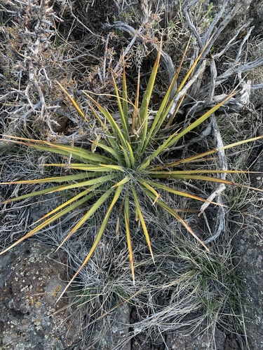 天門冬科  龍舌蘭亞科 絲蘭屬  Yucca angusti