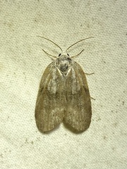 Polygrammate cadburyi