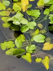 Nymphoides hydrophylla