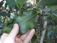 Sarcomelicope simplicifolia