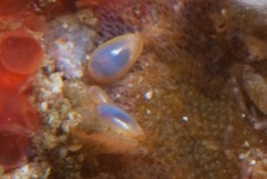 Gibberula dulcis