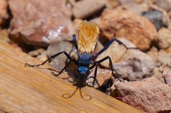 Pepsis pallidolimbata